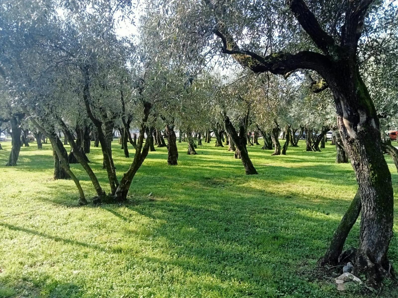 B&B Villa Sabrina Arezzo Buitenkant foto
